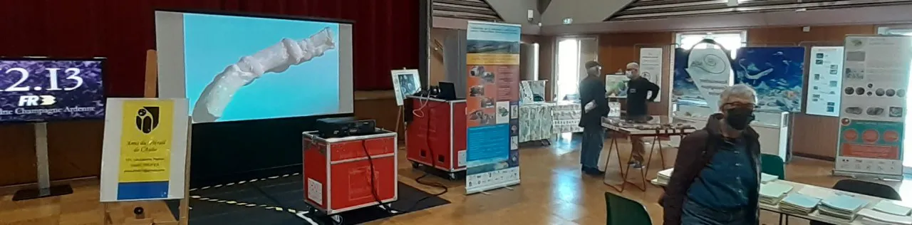 Visite de l'exposition secrets de craie, fossiles, silex, marcassites : cycle 3 , collège &  lycée 
