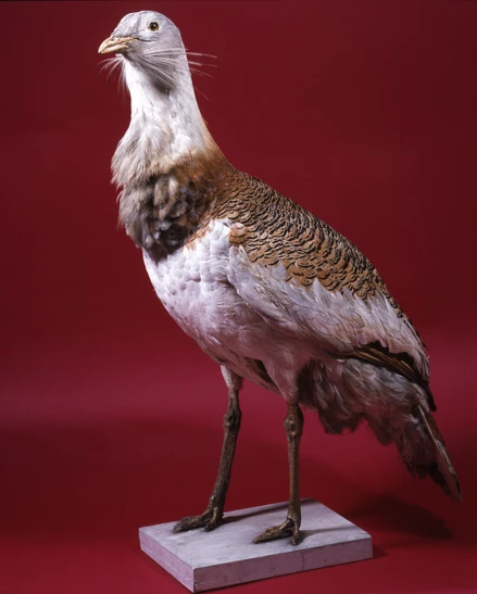 Autour du monde avec les oiseaux : Cycle 2 & 3 (du CE1 au CM2)